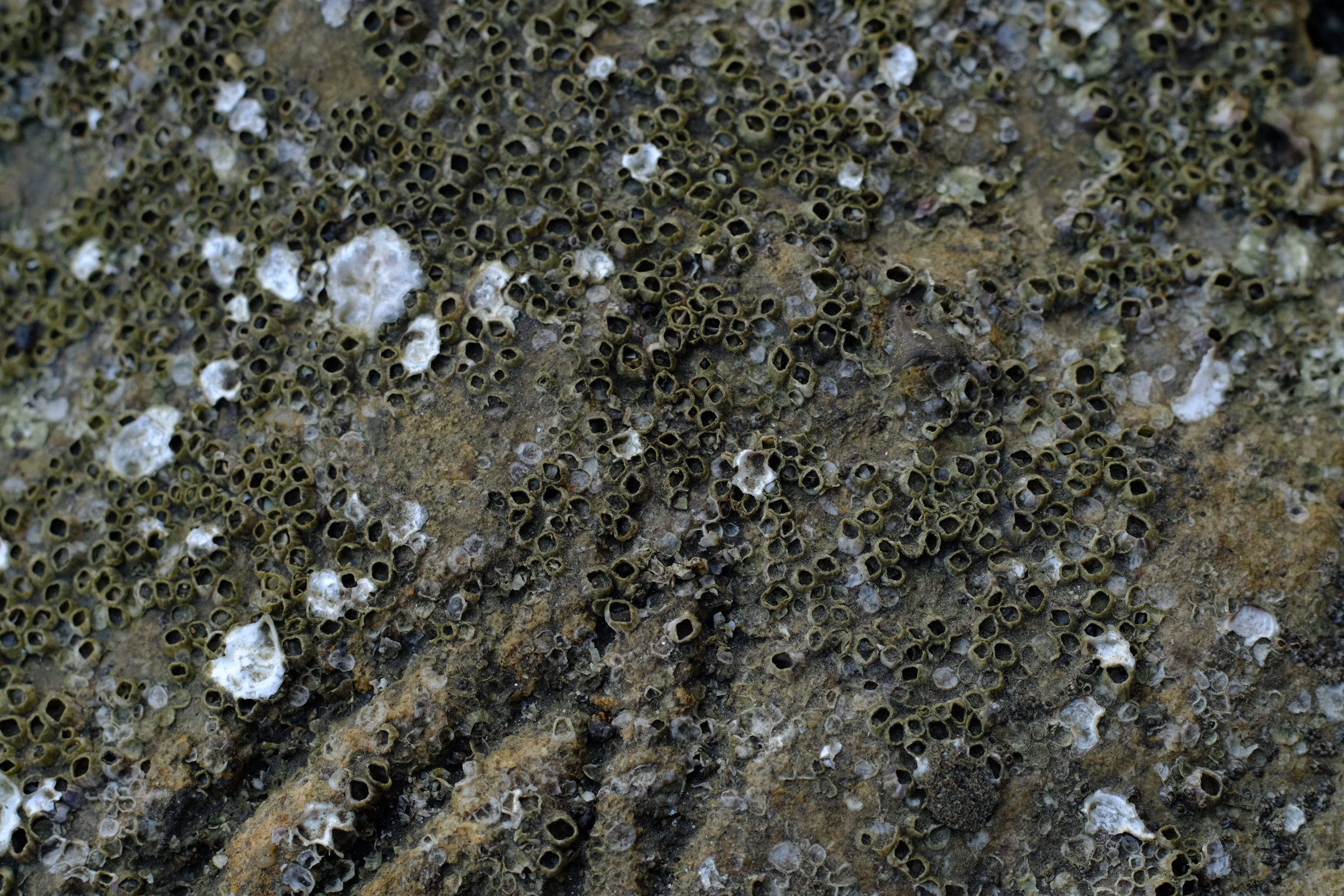 Close-Up of Barnacles on Rocky Surface: Intricate Marine Life Textures and Patterns in Coastal Habitat